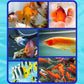 Fischtankwasserreiniger Algenentferner
