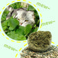 Riesige Kugeln aus Katzenminze